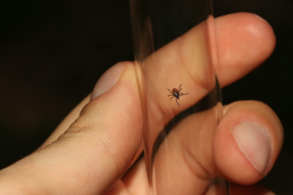 A tick inside of a vile being held in a person's hand