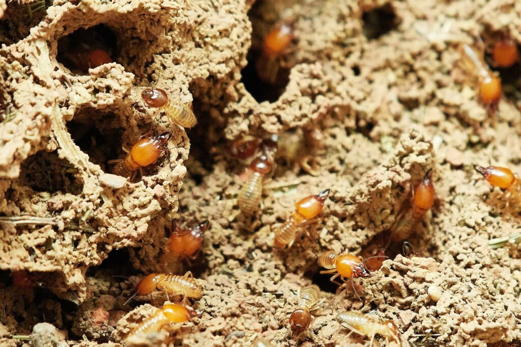 termite control Padanaram Pest Pros