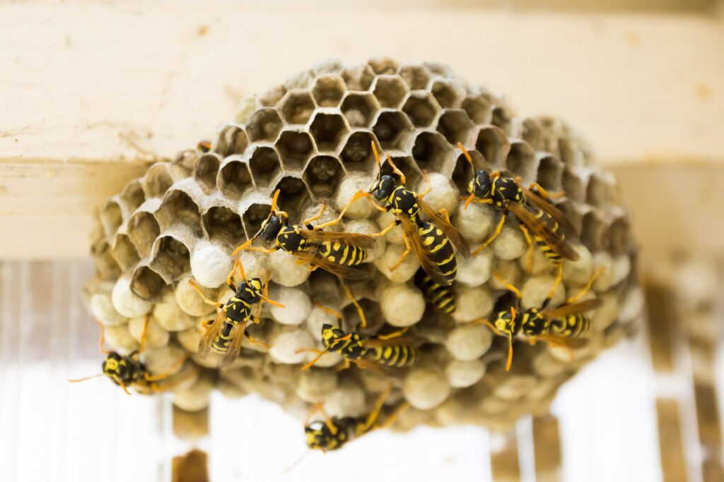 Yellow jacket nest